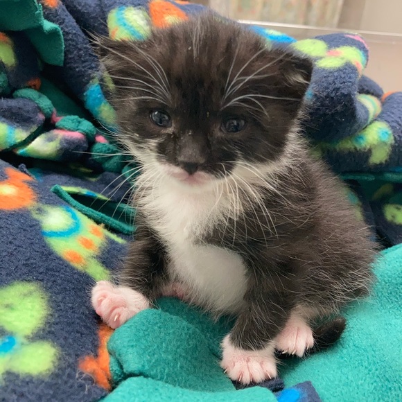 Meet your Posher, Boombilottie Finds - Picture 8 of 15